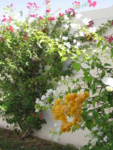 Abu Dhabi Wall Flowers